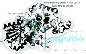 Graphical abstract: Ab initio derivation of flavin hyperfine interactions for the protein magnetosensor cryptochrome