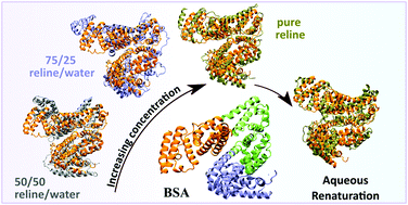Graphical abstract: Structural adaptations in the bovine serum albumin protein in archetypal deep eutectic solvent reline and its aqueous mixtures