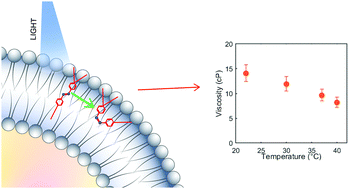 Graphical abstract: Azobenzene photoisomerization probes cell membrane viscosity