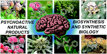 Graphical abstract: Biosynthesis and synthetic biology of psychoactive natural products