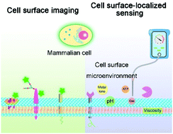 Graphical abstract: Cell surface-localized imaging and sensing