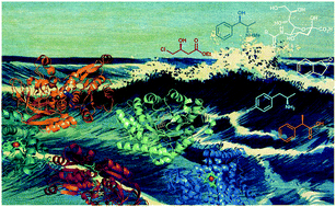 Graphical abstract: Biocatalysis making waves in organic chemistry