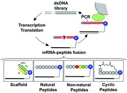 Graphical abstract: Directing evolution of novel ligands by mRNA display