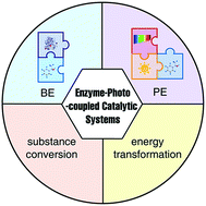 Graphical abstract: Enzyme-photo-coupled catalytic systems