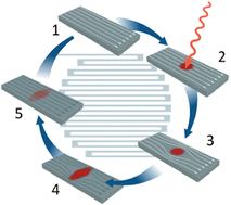 Graphical abstract: Superconducting single-photon detectors in the mid-infrared for physical chemistry and spectroscopy