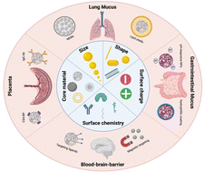 Graphical abstract: Modulation of engineered nanomaterial interactions with organ barriers for enhanced drug transport