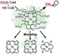 Graphical abstract: Focusing on a nickel hydrocorphinoid in a protein matrix: methane generation by methyl-coenzyme M reductase with F430 cofactor and its models