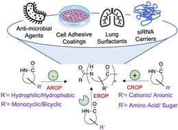 Graphical abstract: Beyond nylon 6: polyamides via ring opening polymerization of designer lactam monomers for biomedical applications