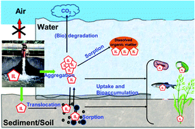Graphical abstract: Emerging impacts of ionic liquids on eco-environmental safety and human health