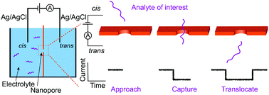 Graphical abstract: The application of single molecule nanopore sensing for quantitative analysis