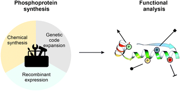 Graphical abstract: Dissecting the role of protein phosphorylation: a chemical biology toolbox