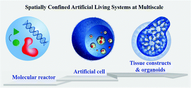 Graphical abstract: Spatial confinement toward creating artificial living systems