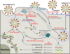 Graphical abstract: Interaction of SARS-CoV-2 with host cells and antibodies: experiment and simulation