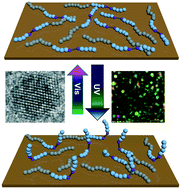 Graphical abstract: Remote controlled optical manipulation of bimetallic nanoparticle catalysts using peptides
