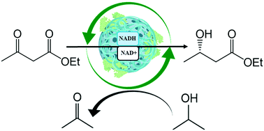Graphical abstract: Self-sufficient asymmetric reduction of β-ketoesters catalysed by a novel and robust thermophilic alcohol dehydrogenase co-immobilised with NADH