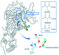 Graphical abstract: Computational studies on the substrate specificity of an acyltransferase domain from salinomycin polyketide synthase