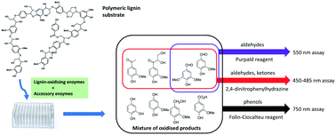 Graphical abstract: Enhanced biocatalytic degradation of lignin using combinations of lignin-degrading enzymes and accessory enzymes