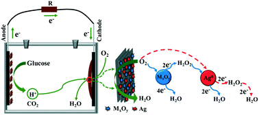 Graphical abstract: Ti3C2 supported transition metal oxides and silver as catalysts toward efficient electricity generation in microbial fuel cells