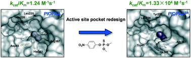 Graphical abstract: Structure-based redesign of the bacterial prolidase active-site pocket for efficient enhancement of methyl-parathion hydrolysis