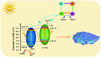 Graphical abstract: Eosin Y-sensitized rose-like MoSx and CeVO4 construct a direct Z-scheme heterojunction for efficient photocatalytic hydrogen evolution