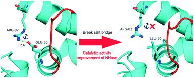 Graphical abstract: An anchoring residue adjacent to the substrate access tunnel entrance of a nitrile hydratase directs its catalytic activity towards 3-cyanopyridine