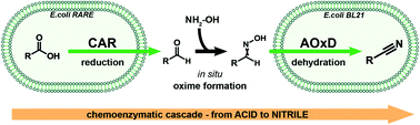 Graphical abstract: Chemoenzymatic one-pot reaction from carboxylic acid to nitrile via oxime