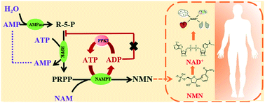 Graphical abstract: Design of an in vitro multienzyme cascade system for the biosynthesis of nicotinamide mononucleotide