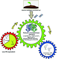 Graphical abstract: The identification and application of a robust ω-transaminase with high tolerance towards substrates and isopropylamine from a directed soil metagenome