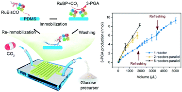 Graphical abstract: Biomimetic reusable microfluidic reactors with physically immobilized RuBisCO for glucose precursor production