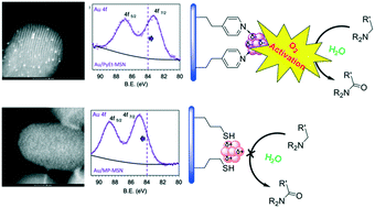 Graphical abstract: Surface ligands enhance the catalytic activity of supported Au nanoparticles for the aerobic α-oxidation of amines to amides