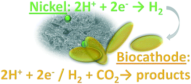 Graphical abstract: Concentration-dependent effects of nickel doping on activated carbon biocathodes