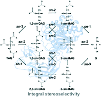 Graphical abstract: Kinetic modeling of lipase-catalysed hydrolysis of triacylglycerol in a reverse micelle system for the determination of integral stereoselectivity