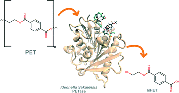 Graphical abstract: The critical role of Asp206 stabilizing residues on the catalytic mechanism of the Ideonella sakaiensis PETase