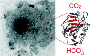 Graphical abstract: Squalene–polyethyleneimine–dynamic constitutional frameworks enhancing the enzymatic activity of carbonic anhydrase