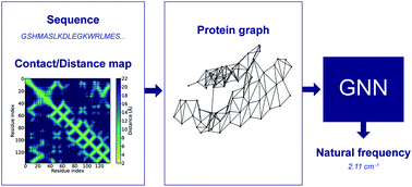 Graphical abstract: Rapid prediction of protein natural frequencies using graph neural networks
