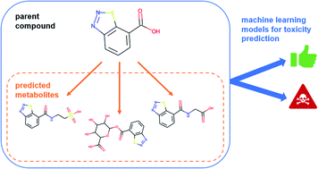 Graphical abstract: Consideration of predicted small-molecule metabolites in computational toxicology