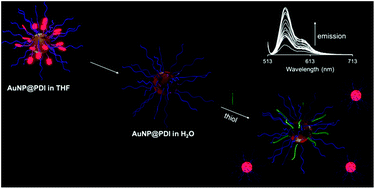 Graphical abstract: Perylene diimide-tagged N-heterocyclic carbene-stabilized gold nanoparticles: How much ligand desorbs from surface in presence of thiols?