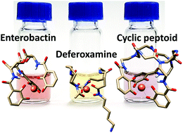 Graphical abstract: Formation of a tris(catecholato) iron(iii) complex with a nature-inspired cyclic peptoid ligand