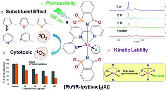 Graphical abstract: Kinetically labile ruthenium(ii) complexes of terpyridines and saccharin: effect of substituents on photoactivity, solvation kinetics, and photocytotoxicity