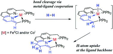 Graphical abstract: Metal–ligand cooperation behaviour of Fe and Co complexes bearing a tetradentate phenanthroline-based PNNP ligand