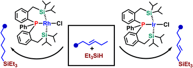 Graphical abstract: 14-Electron Rh and Ir silylphosphine complexes and their catalytic activity in alkene functionalization with hydrosilanes