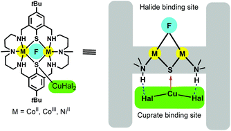 Graphical abstract: Metalloligands based on Robson-type amino-thiophenolato macrocycles for assembly of heterotrimetallic complexes