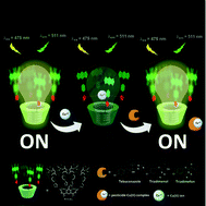 Graphical abstract: A highly sensitive “ON–OFF–ON” dual optical sensor for the detection of Cu(ii) ion and triazole pesticides based on novel BODIPY-substituted cavitand