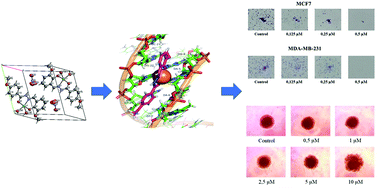 Graphical abstract: Anticancer activity of a new copper(ii) complex with a hydrazone ligand. Structural and spectroscopic characterization, computational simulations and cell mechanistic studies on 2D and 3D breast cancer cell models