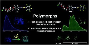 Graphical abstract: Persistent room-temperature phosphorescence or high-contrast phosphorescent mechanochromism: polymorphism-dependent different emission characteristics from a single gold(i) complex