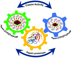 Graphical abstract: The biocompatible validity of amino acid ionic liquid mediated gold nanoparticles for enhanced activity and structural stability of papain