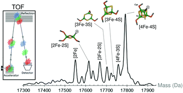 Graphical abstract: Sensing mechanisms of iron–sulfur cluster regulatory proteins elucidated using native mass spectrometry