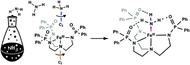 Graphical abstract: Investigation of iron–ammine and amido complexes within a C3-symmetrical phosphinic amido tripodal ligand