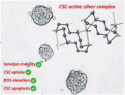 Graphical abstract: A dithiacyclam-coordinated silver(i) polymer with anti-cancer stem cell activity