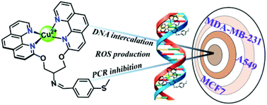 Graphical abstract: Synergy of DNA intercalation and catalytic activity of a copper complex towards improved polymerase inhibition and cancer cell cytotoxicity